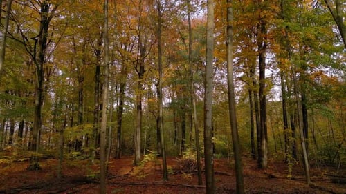 Autumn forest on a sunny day