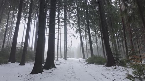 Snowy forest in winter. Walking among trees on a path in cold December nature. First person view
