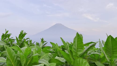 Tobacco leaves plantation with mountain view on the background.