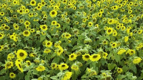 Schwere Sonnenblumenblüten hängen vom Gewicht der Samen an dünnen Blattstielen herab