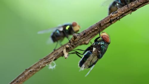Multiple flies resting on stick with shallow depth background