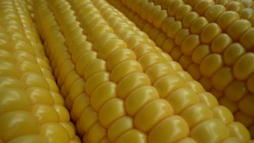 Fresh Corn 30