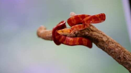 Zeitlupenaufnahmen einer leuchtend roten Schlange, die sich auf einem Ast in einem üppigen Wald dreht