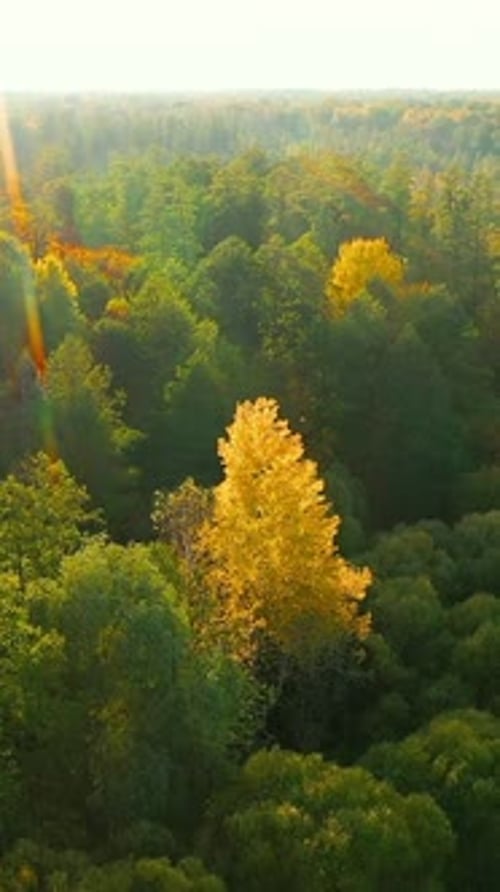 Vue aérienne de la forêt verte