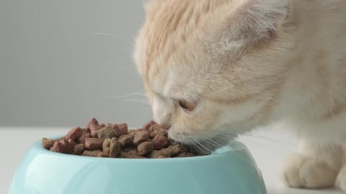 Cute Red Striped British Scottish Fold Cat Eats Dry Food From Blue Bowl Close Up