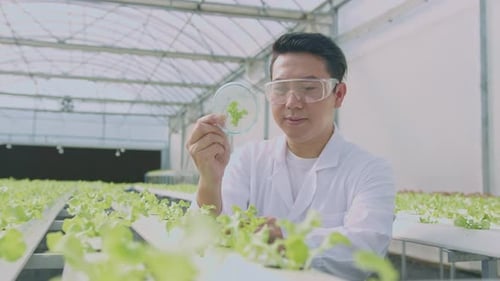 Scientist working in hydroponic greenhouse farm