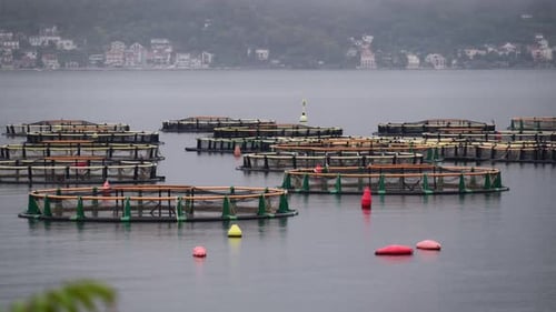Aquaculture fish farm pens cultivating fish in a large bay with coastal town
