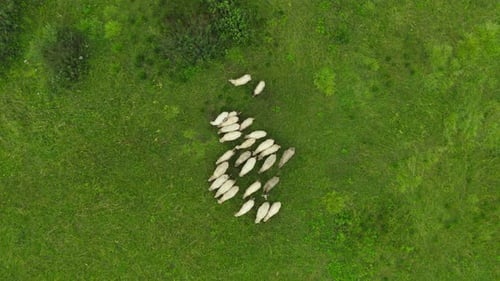 There is a flock of sheep grazing in the meadow. Grazing livestock on a pasture.