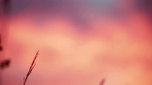 Dreamy Sunset with Grass Silhouettes in Nature