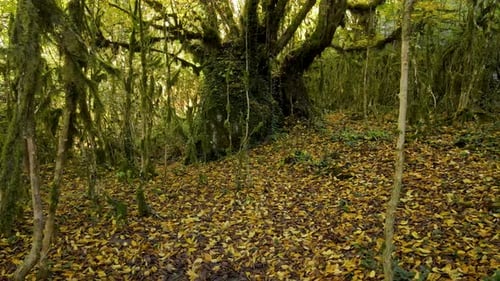 Gruseliger Wald