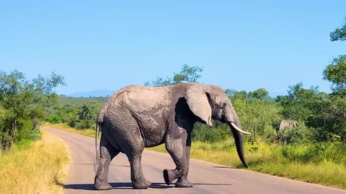 African Elephant Crossing Road in Savanna