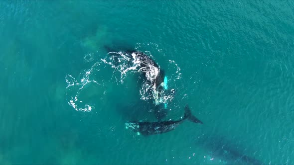 Whales Copulation Group Having Fun, Aerial Shot Birdeye, Nature Stock ...