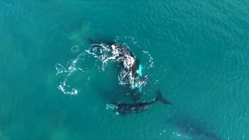 Groupe de copulation de baleines s'amusant, vue aérienne, Birdeye