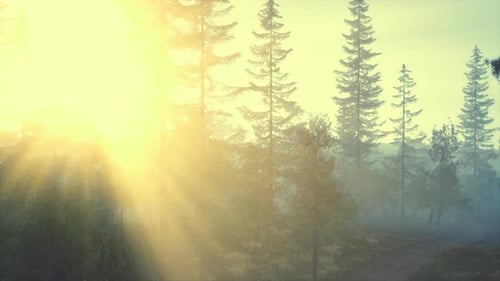 Herrlicher Tannenzweig im Licht des Sonnenuntergangs