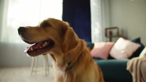 Golden Retriever Dog Sitting and Looking