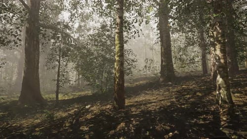 A Forest Filled with Lots of Trees Covered in Fog
