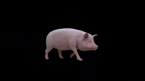 Realistic 3D Animated Pig Walking Cycle