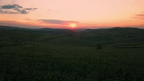 Aerial footage over the corn field right before sunset on a summer day