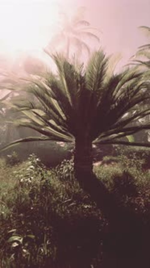 Palm Tree Standing in Field