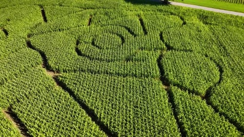 Drone circling around corn maze route that has been carved in a plantation.Footage of gracefully orb