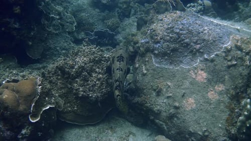 Explore the Ocean and Encounter a Large Tiger Grouper Fish