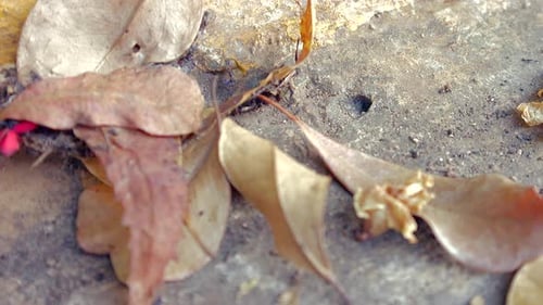 Time-lapse of ants coming out of underground lair and dry leaves. Close-up