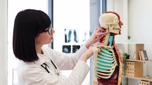 Doctor Studies Human Anatomy Skeleton Model in Office