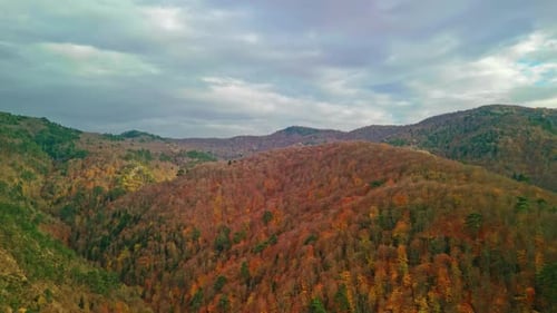 Luftaufnahme des Herbstwaldes