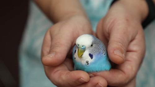 Budgerigar in Hands