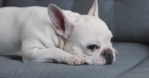 White French Bulldog Puppy Resting Head on Sofa