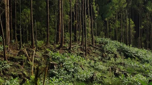 Beautiful View of Forest with Green Trees and Plants at Summer