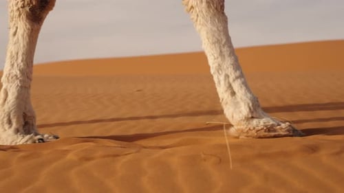 Nahaufnahme von Kamelhufen, die beim Gehen den goldenen Sahara-Wüstensand hochwerfen