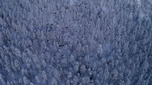 Aerial view looking down over frosty snow covered winter woodland hillside tilting up across Scandin