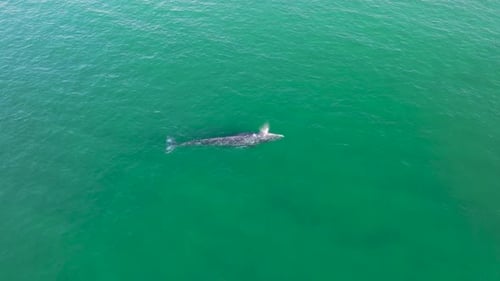 Drone shot of a whale pod gliding through the vast ocean. A breathtaking view of marine wildlife