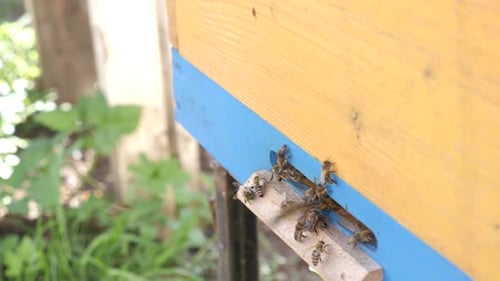 P276. Bees crawl and fly into the hive. Apiculture.