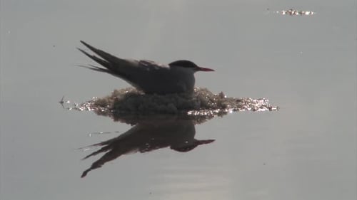 Common Tern incubating on nest