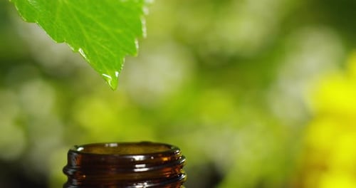 blend of essential oils with water drops, scents and aromas in aromatherapy for wellness and spa.
r