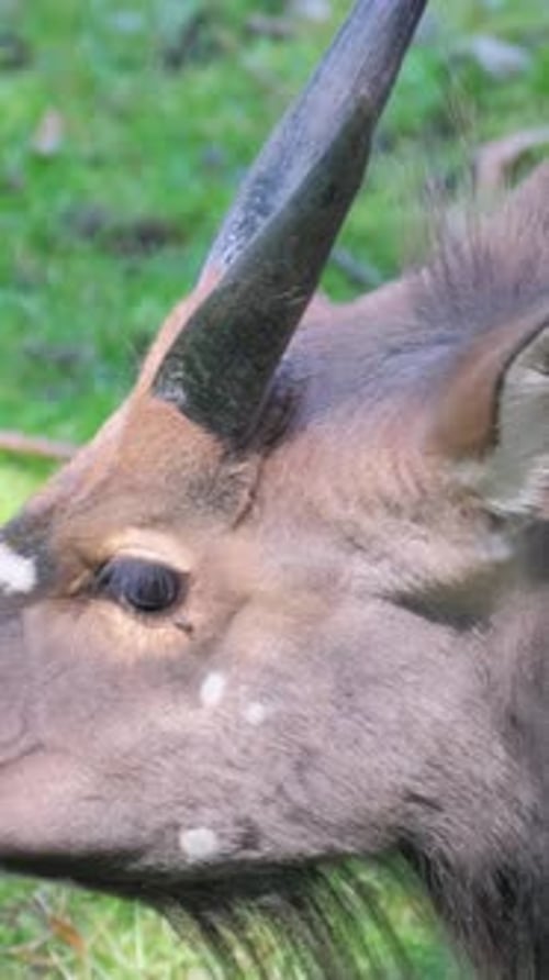 Closeup of a Goat with Horns on a Background of Green Grass Vertical Video