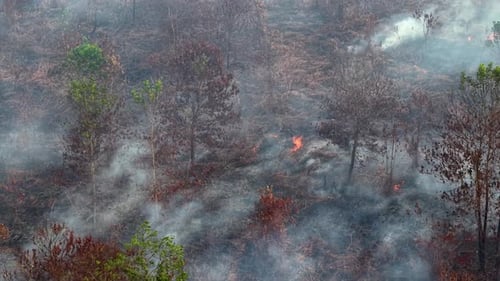 Rauch steigt von brennenden Bäumen in einem Waldgebiet auf