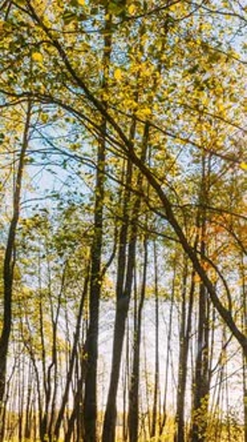 Hyperlapse Forest Trees Woods Beautiful