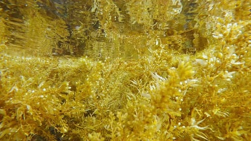 Underwater View of Seaweed Floating in Ocean Water