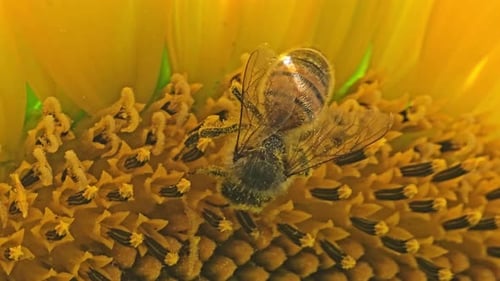 Close-Up of Bee Covered in Pollen on Sunflower