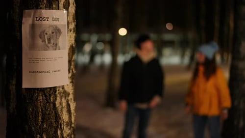 Lost Dog Poster in Park at Night