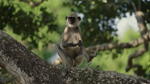 Gray Langur Monkey in Sri Lanka