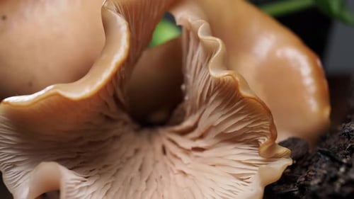 Close-up of Cluster of Light Brown Mushrooms