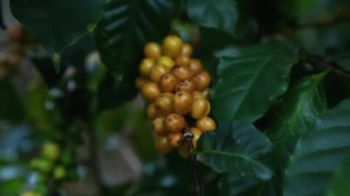 Grape fruits in garden Grape fruits in garden
