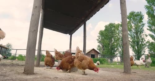 Close up of a brown hens live in the countryside and peck the food while enjoying th