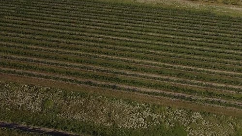 High Bird's eye view Drone flies over vineyard in summer sunshine
