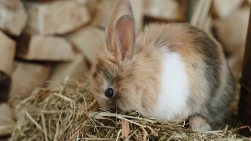 Fluffy Decorative Rabbit Close Up is Chewing Grass on Haystack