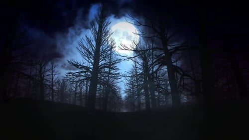 Full moon night in Forest
